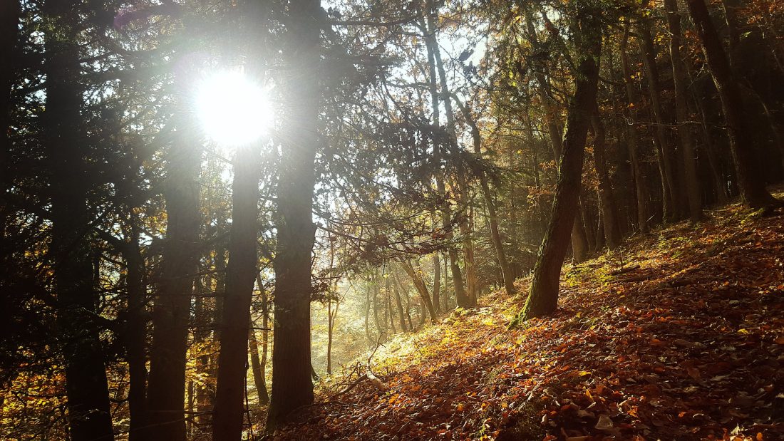 The Forest