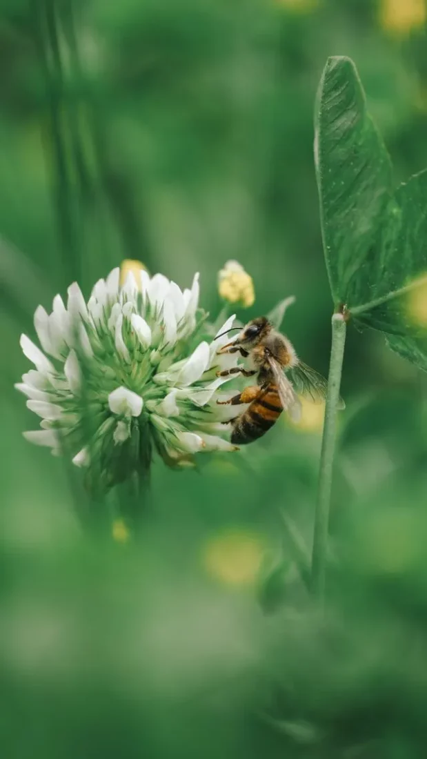 Biodiversité Enjeux Entreprise